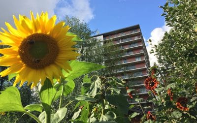 Wedstrijd: wie kweekt de hoogste zonnebloem?