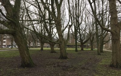 De bomen van het Botteskerkpark